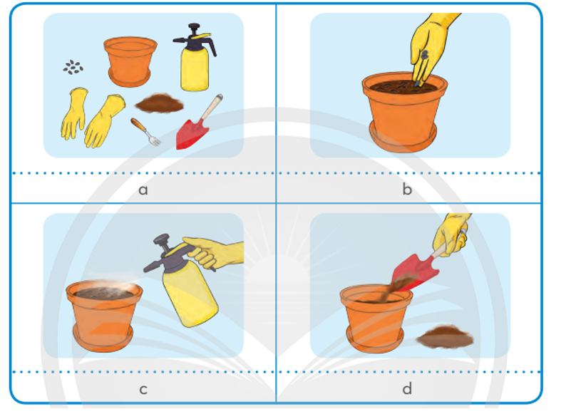 Em hãy sắp xếp các hình ảnh dưới đây vào cột hình minh họa trong bảng đúng với thứ tự các bước gieo hạt trong chậu. (ảnh 1)