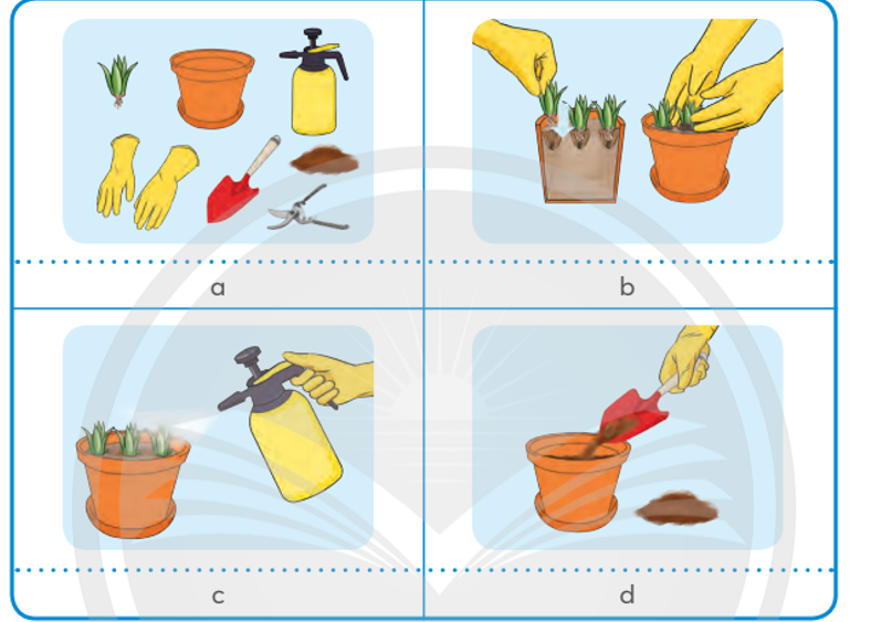 Em hãy quan sát các hình ảnh dưới đây và sắp xếp chúng vào cột hình ảnh minh họa đúng với thứ tự các bước trồng cây con trong chậu. (ảnh 1)