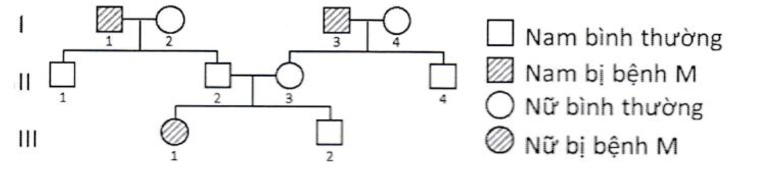 Khảo sát sự di truyền bệnh M ở người qua ba thế hệ như sau :  Xác suất để người III.  (ảnh 1)