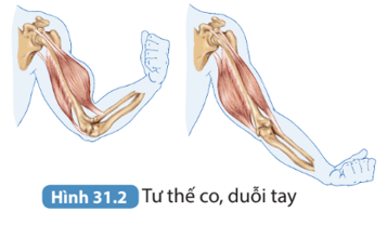 Quan sát Hình 31.2, so sánh tư thế của tay khi cơ co và dãn. Liên hệ kiến thức về đòn bẩy đã học ở bài 19, cho biết tay ở tư thế nào có khả năng chịu tải tốt hơn.   (ảnh 1)