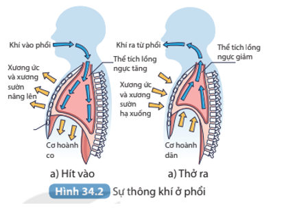 Quan sát Hình 34.2, mô tả hoạt động của cơ, xương và sự thay đổi thể tích lồng ngực khi cử động hô hấp.   (ảnh 1)