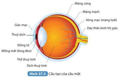 Đọc thông tin trên và quan sát Hình 37.3, kể tên các bộ phận của mắt.    (ảnh 1)