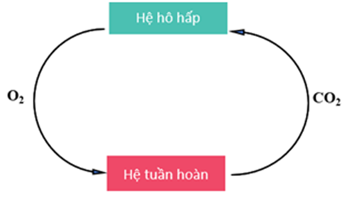 Vẽ sơ đồ thể hiện mối quan hệ giữa hệ hô hấp và hệ tuần hoàn. (ảnh 1)