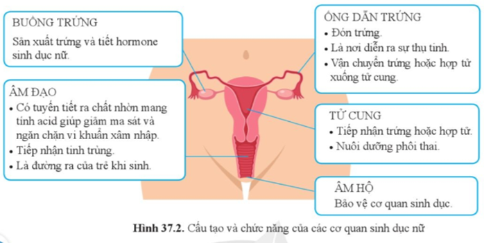 Quan sát hình 37.2, kể tên và trình bày chức năng của các cơ quan trong hệ sinh dục nữ.  (ảnh 1)