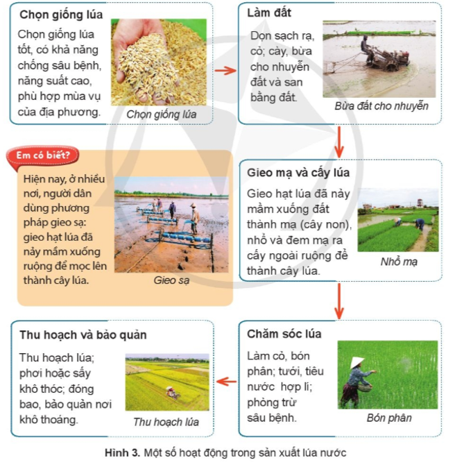 • Quan sát hình 3, em hãy mô tả một số hoạt động trong sản xuất lúa nước. • Em có nhận xét gì về việc sản xuất lúa nước của người nông dân? (ảnh 1)