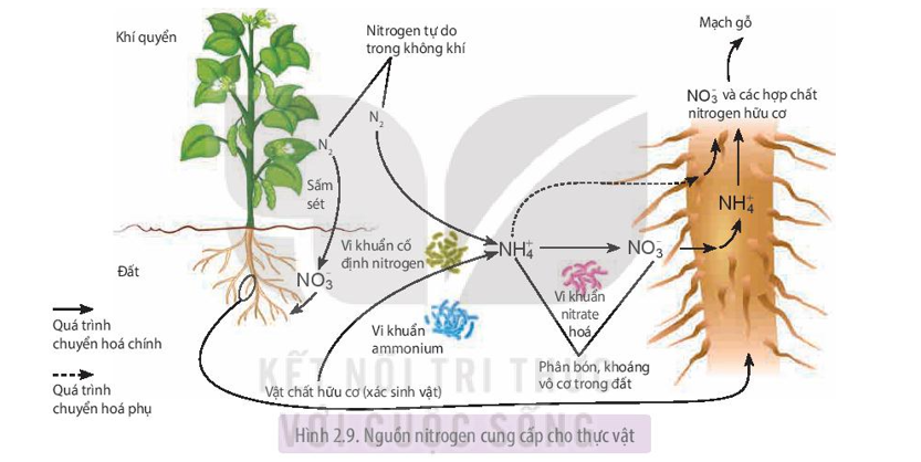 Dựa vào sơ đồ Hình 2.9, kể tên các nguồn cung cấp nitrogen cho cây. Cho biết thực  (ảnh 1)