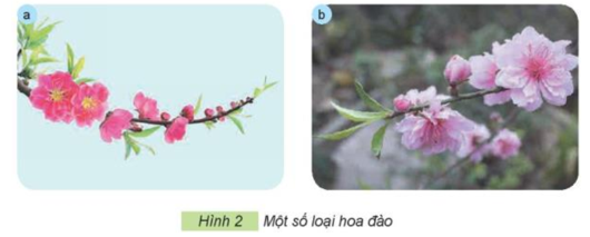 Em hãy quan sát Hình 2 và nêu những đặc điểm khác nhau giữa hai loại hoa đào trong hình.  (ảnh 1)