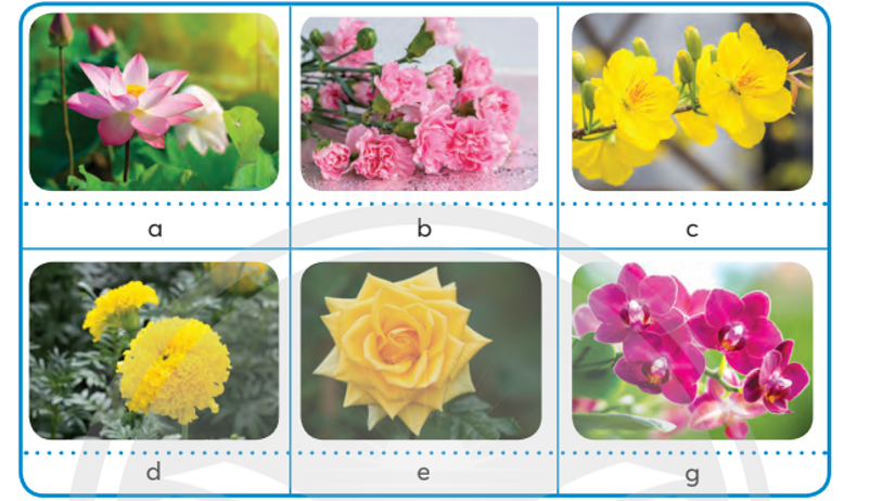 Em hãy quan sát và cho biết tên các loại hoa có trong hình dưới đây? (ảnh 1)