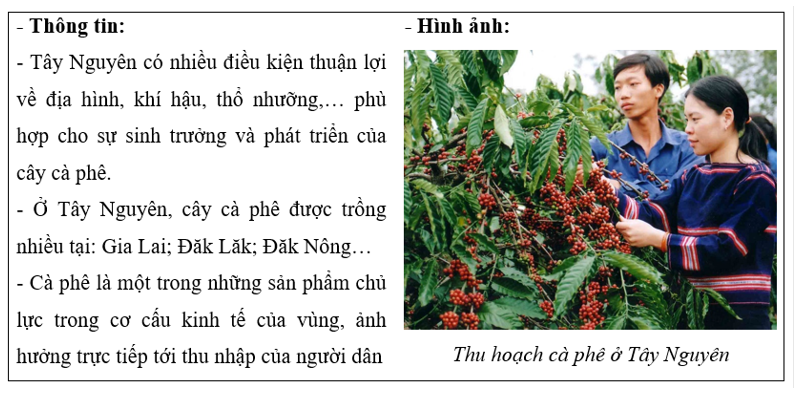 Em hãy sưu tầm thông tin về một sản phẩm nông nghiệp của vùng Tây Nguyên và giới thiệu với các bạn cùng lớp. (ảnh 1)