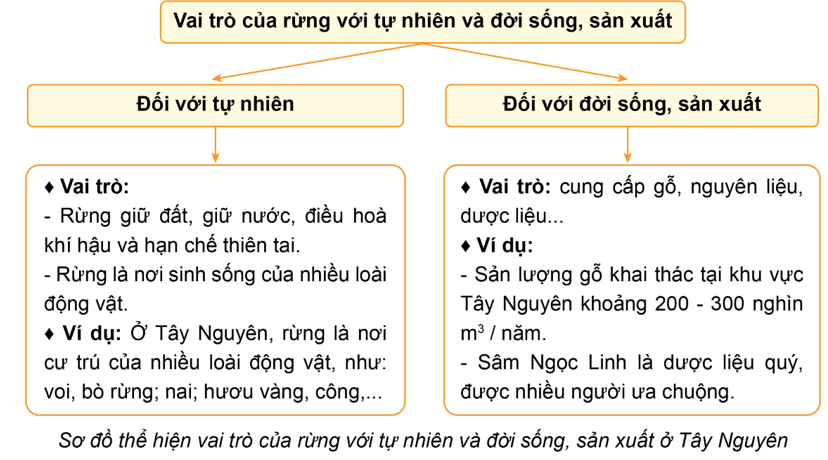 Hãy vẽ vào vở sơ đồ thể hiện vai trò của rừng đối với tự nhiên, đời sống và sản xuất của người dân ở vùng Tây Nguyên. Tìm một số ví dụ minh hoạ cho những vai trò đó. (ảnh 1)