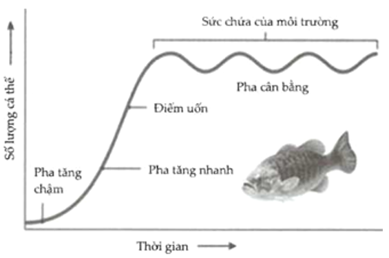 Sự tăng trưởng kích thước của một quần thể cá rô được mô tả bằng đồ thị sau:   Cho các nhận xét sau: (1) Từ đồ thị cho thấy quần thể cá rô tăng trưởng theo tiềm năng sinh học trong điều kiện môi trường bị giới hạn.  (2) Tốc độ tăng trưởng của quần thể cá rô tăng dần và đạt giá trị tối đa tại điểm uốn, qua điểm uốn tốc độ tăng trưởng của quần thể giảm dần và dừng lại khi quần thể đạt kích thước tối đa.  (3) Ở pha cân bằng, quần thể cá rô có số lượng cá thể ổn định và phù hợp với khả năng cung cấp nguồn sống của môi trường.  (4) Quần thể có số lượng tăng lên rất nhanh trước điểm uốn nhờ quan hệ hỗ trợ diễn ra mạnh mẽ trong quần thể sinh vật.  Số nhận xét đúng là: (ảnh 1)