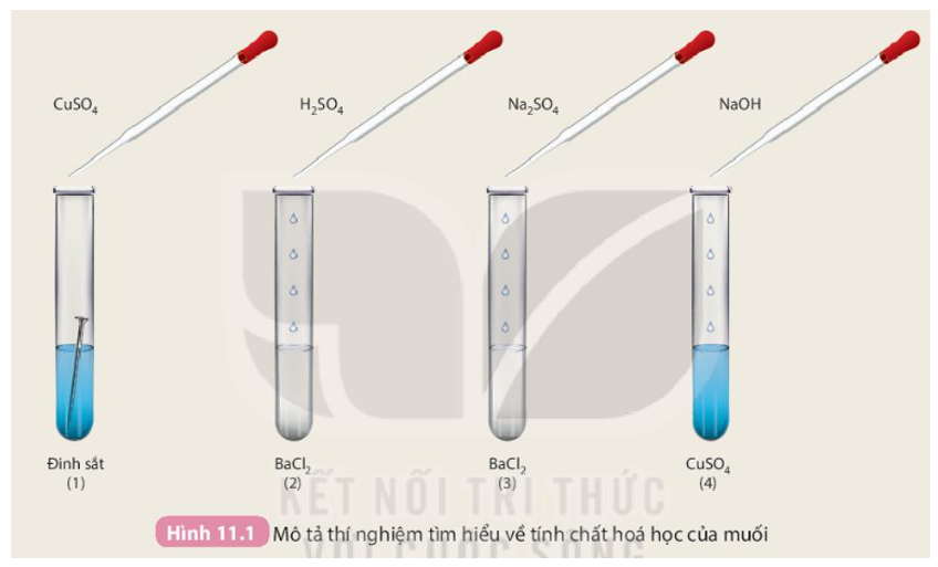 Tìm hiểu tính chất hoá học của muối Chuẩn bị: Các dung dịch: H2SO4 loãng, NaOH loãng, Na2SO4, CuSO4; 4 ống nghiệm: ống (1) chứa 1 đinh sắt đã được làm sạch, ống (2) và (3) mỗi ống nghiệm chứa khoảng 1 mL dung dịch BaCl2, ống (4) chứa khoảng 1 mL dung dịch CuSO4. Tiến hành: ống (1) cho khoảng 2 mL dung dịch CuSO4; ống (2) cho khoảng 1 mL dung dịch H2SO4; ống (3) cho khoảng 1 mL dung dịch Na2SO4; ống (4) cho khoảng 1 mL dung dịch NaOH   Quan sát hiện tượng xảy ra ở mỗi ống nghiệm và thực hiện yêu cầu: 1. Viết phương trình hoá học, giải thích hiện tượng xảy ra. 2. Thảo luận nhóm rút ra kết luận về tính chất hoá học của muối. (ảnh 1)