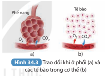 Quá trình trao đổi khí ở phổi: Cơ chế và vai trò trong hô hấp