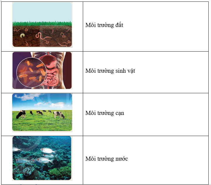 Em hãy xác định các loại môi trường sống được thể hiện trong Hình 41.2.   (ảnh 2)