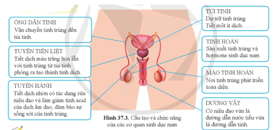 Quan sát hình 37.3, kể tên và trình bày chức năng của các cơ quan trong hệ sinh dục nam. (ảnh 1)