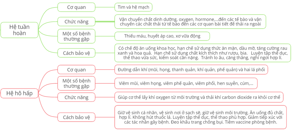 Nêu các cơ quan, chức năng, một số bệnh thường gặp và cách bảo vệ các hệ cơ quan trong cơ thể người theo gợi ý dưới đây: (ảnh 3)