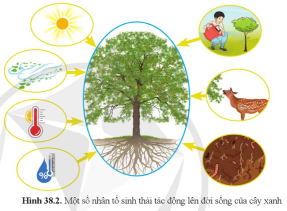 Quan sát hình 38.2 và cho biết: a) Có những nhân tố nào của môi trường tác động đến sự sinh trưởng và phát triển của cây?  (ảnh 1)