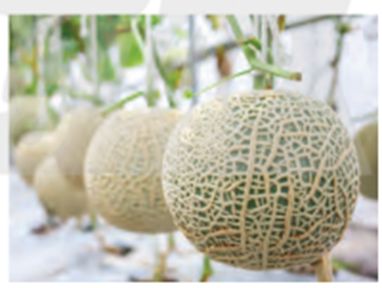 Hiện nay dưa lưới đã được trồng phổ biến ở nước ta. Dưa lưới là loại trái cây ngon và có  (ảnh 1)