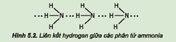 Từ đặc điểm cấu tạo của phân tử ammonia, hãy giải thích tại sao các phân tử ammonia có khả năng tạo liên kết hydrogen mạnh với nhau. (ảnh 1)