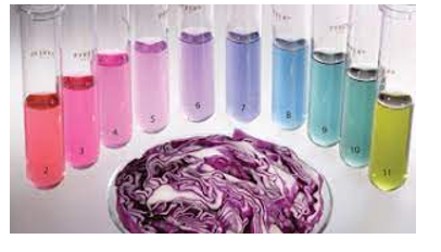 Nước ép bắp cải tím có nhiều màu sắc phụ thuộc vào pH. Em hãy thiết lập bảng màu  (ảnh 2)
