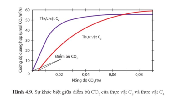 Quan sát hình 4.9, so sánh nhu cầu CO2 giữa thực vật C3 và C4. (ảnh 1)