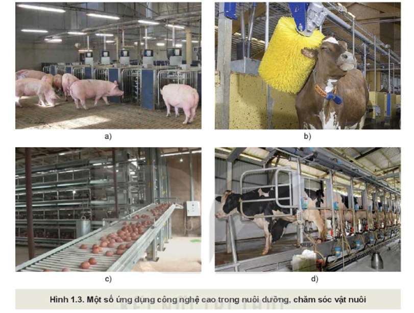 Quan sát Hình 1.3 và nêu tên các công nghệ áp dụng trong nuôi dưỡng, chăm sóc vật nuôi (ảnh 1)