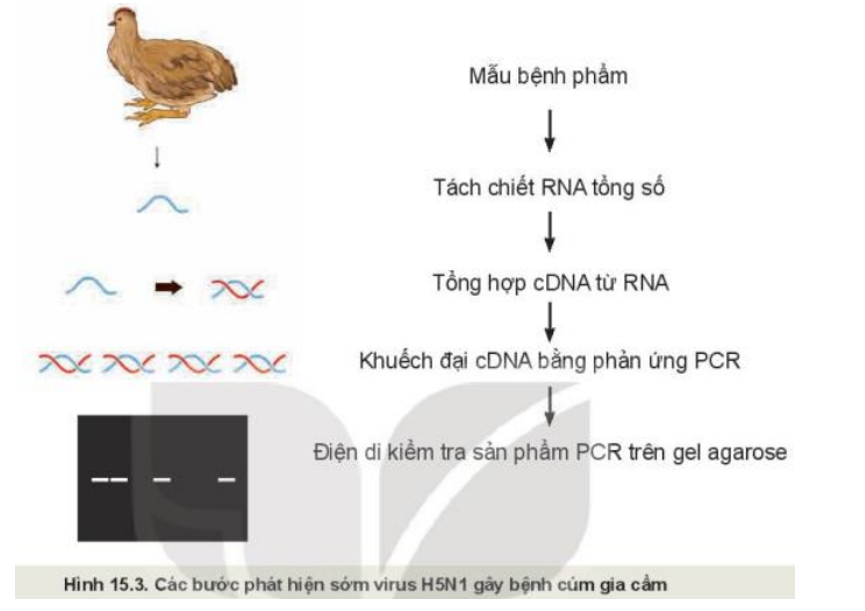 Quan sát Hình 15.3 và mô tả quy trình phát hiện sớm virus H5N1 gây bệnh cúm ở gia cầm. (ảnh 1)