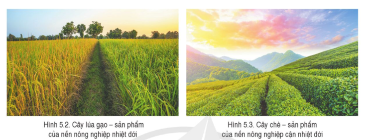 Đọc thông tin và quan sát các hình 5.2, 5.3, hãy phân tích ảnh hưởng của khí hậu đối với sản xuất nông nghiệp nước ta. (ảnh 1)