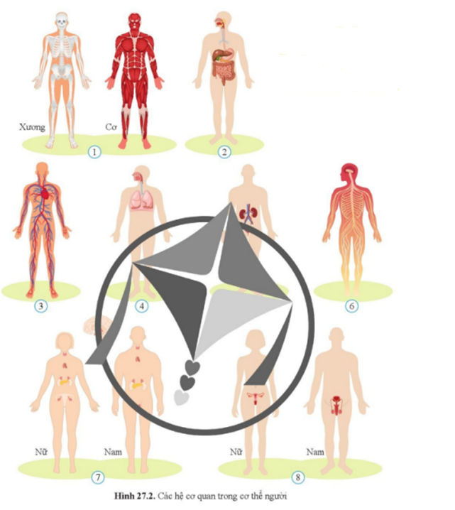 Quan sát hình 27.2 và cho biết tên các hệ cơ quan trong cơ thể người. (ảnh 1)