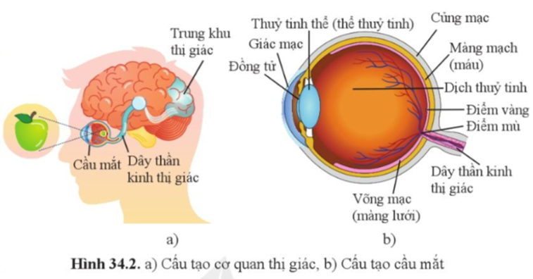Quan sát hình 34.2 và cho biết: a) Cấu tạo của cơ quan thị giác gồm những bộ phận nào? b) Vẽ sơ đồ đơn giản quá trình thu nhận ánh sáng từ vật đến võng mạc trong cầu mắt. (ảnh 1)