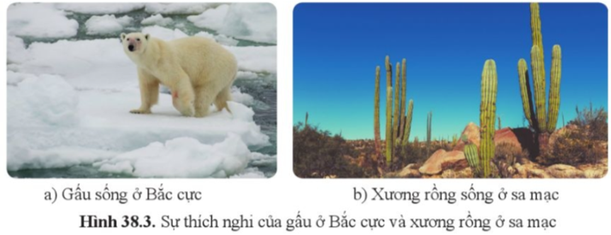 Quan sát hình 38.3, cho biết: a) Gấu có đặc điểm gì thích nghi với nhiệt độ giá lạnh ở vùng Bắc cực? b) Xương rồng có đặc điểm gì thích nghi với điều kiện khô hạn ở sa mạc? (ảnh 1)