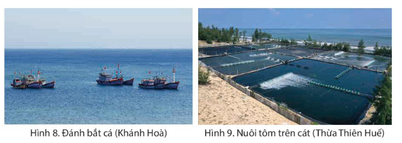 Quan sát hình 8, hình 9 và đọc thông tin, em hãy kể tên một số hải sản nổi tiếng ở vùng Duyên hải miền Trung. (ảnh 1)