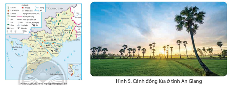 Quan sát hình 4, hình 5 và đọc thông tin em hãy: - Kể tên các tỉnh trồng lúa chính ở vùng Nam Bộ. - Nêu vai trò của hoạt động sản xuất lúa ở vùng Nam Bộ. (ảnh 1)