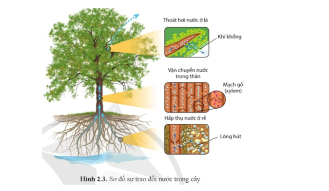 Quan sát hình 2.3 và cho biết sự trao đổi nước trong cây gồm những quá trình nào?  (ảnh 1)