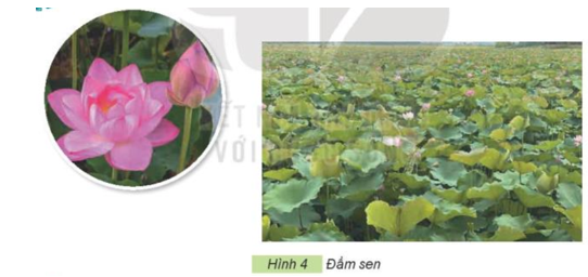 Em hãy quan sát Hình 4 và mô tả đặc điểm của cây hoa sen. (ảnh 1)