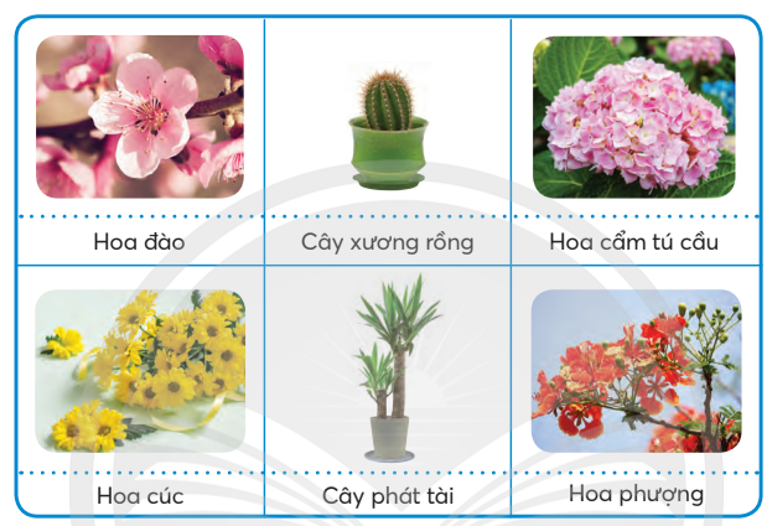 Em hãy quan sát và mô tả đặc điểm của các loại hoa, cây cảnh có trong hình dưới đây. Theo em, các loại hoa này thường nở (ảnh 1)
