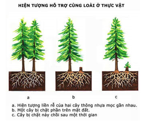 Sự khác nhau giữa cây thông nhựa liền rễ với cây không liền rễ như thế nào? (ảnh 1)