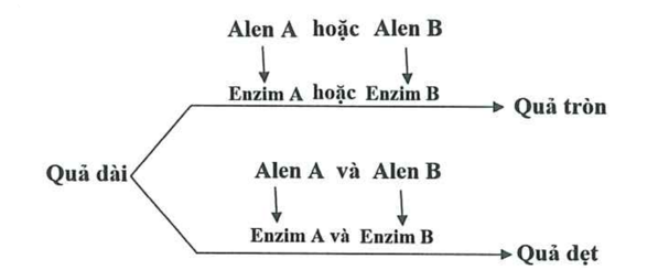 Ở bí ngô, tính trạng hình dạng quả do hai cặp gen A, a và B, b phân li độc lập cùng quy định theo sơ đồ chuyển hóa sau: (ảnh 1)