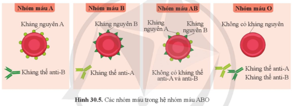 Quan sát hình 30.5 và cho biết tên các loại kháng nguyên, kháng thể ở mỗi nhóm máu A, B, AB và O. (ảnh 1)
