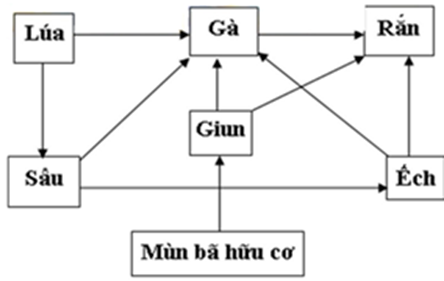 Hãy vẽ lưới thức ăn có thể có trên một cánh đồng hoặc một ao tự nhiên và chỉ ra các mắt xích chung. (ảnh 1)