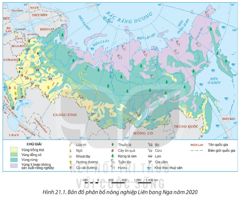 Dựa vào bản đồ phân bố nông nghiệp của Liên bang Nga (hình 21.1), nhận xét sự (ảnh 1)