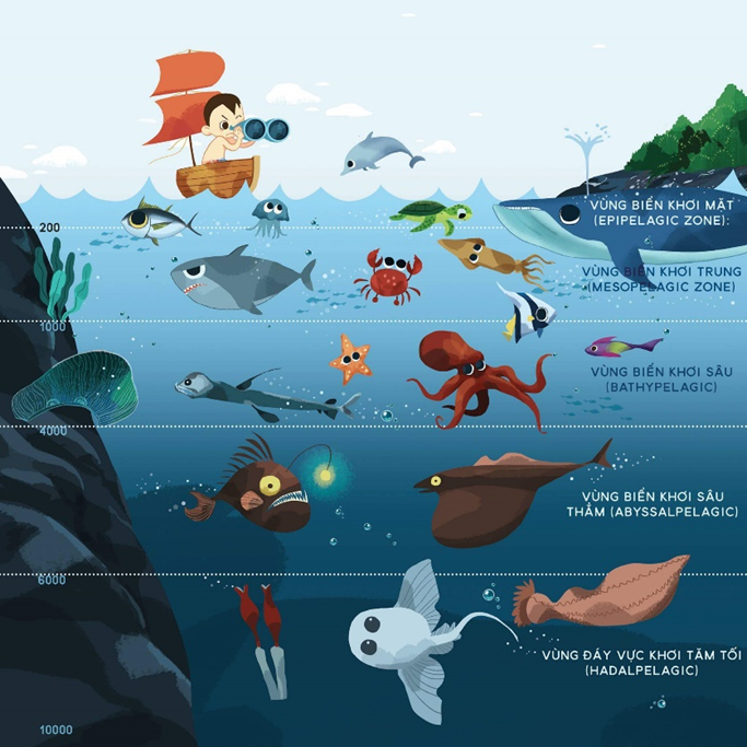 Vẽ phác thảo sự phân bố của các sinh vật ở các tầng nước khác nhau phân chia theo chiều thẳng đứng của các lớp nước (trong đại dương hoặc trong ao, hồ)  (ảnh 1)