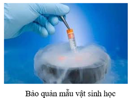 Sưu tầm một số hình ảnh để báo cáo, thuyết trình về ứng dụng của nitrogen trong thực tiễn. Sử dụng các tính chất vật lí và hoá học để giải thích cơ sở khoa học của các ứng dụng này. (ảnh 1)