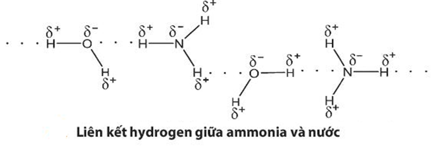 Hãy giải thích tại sao ammonia tan tốt trong nước. (ảnh 1)