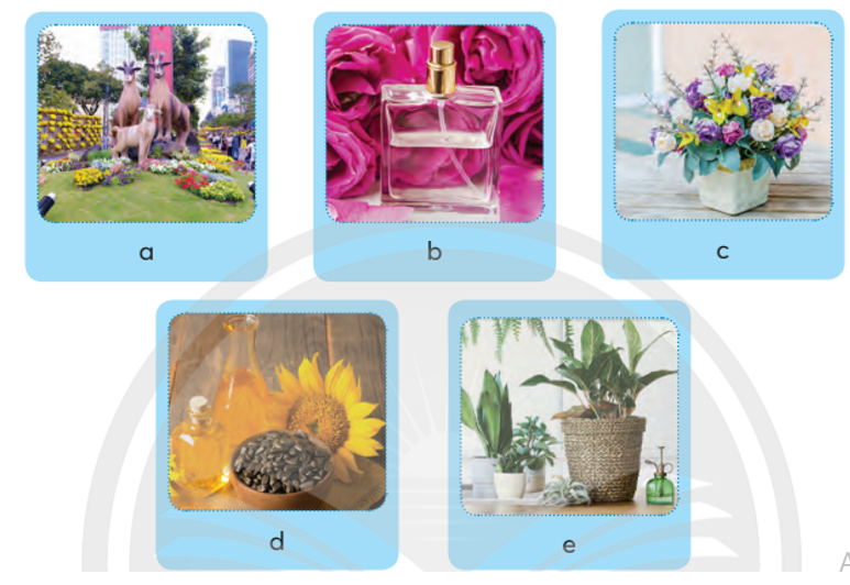 Dựa vào các hình ảnh gợi ý dưới đây, em hãy nêu lợi ích của hoa và cây cảnh đối với đời sống (ảnh 1)