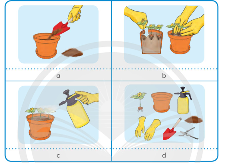 Em hãy sắp xếp các hình ảnh dưới đây vào cột hình minh họa trong bảng đúng với thứ tự các bước trồng hoa trong chậu. (ảnh 1)