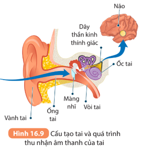 Đọc thông tin và quan sát Hình 16.9, thực hiện các yêu cầu sau:   2. Giải thích vai trò của vòi tai trong cân bằng áp suất không khí giữa tai và khoang miệng.     (ảnh 1)