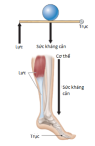 b) Nhận xét về vị trí của điểm tựa so với lực và trọng lực. (ảnh 2)