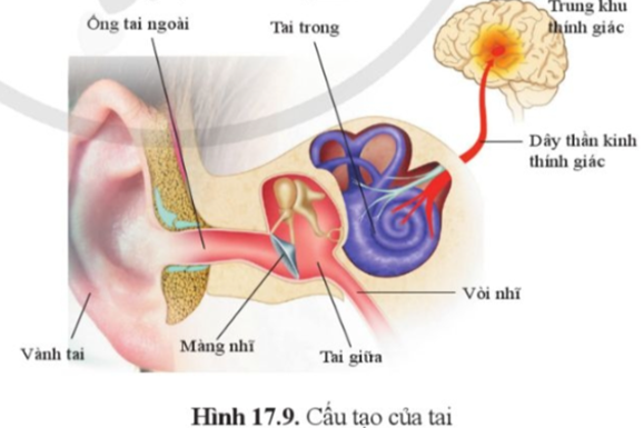 Dựa vào hình 17.9, trang 88, cho biết: a) Cấu tạo của cơ quan thính giác. b) Tên các bộ phận cấu tạo của tai. (ảnh 1)
