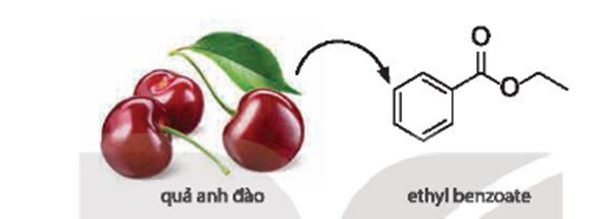 Ethyl benzoate là hợp chất chính tạo mùi thơm của quả anh đào (cherry). Hãy viết phương trình hoá học của phản ứng tổng hợp ethyl benzoate từ carboxylic acid và alcohol tương ứng. (ảnh 1)